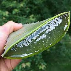Aloe Vera Gel (THICK) 100% Pure Organic Soothing Moisturizing Skin Lotion BULK