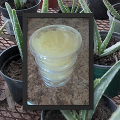8 Ounces of Fresh Aloe Thick Gel Organic Medicinal. Phoenix, Arizona