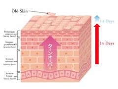 Majestic Skin – 20% Human Stem Cells Regenerative Serum from Japan 5ml