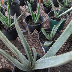 8 Ounces of Fresh Aloe Thick Gel Organic Medicinal. Phoenix, Arizona